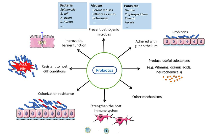 Probiotics are live microorganisms that confer health benefits when administered in adequate amounts.PNG
